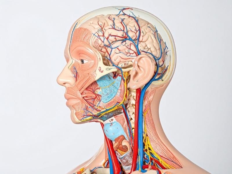 Estenose de carótida cervical